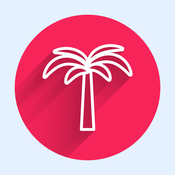 Palm Tree