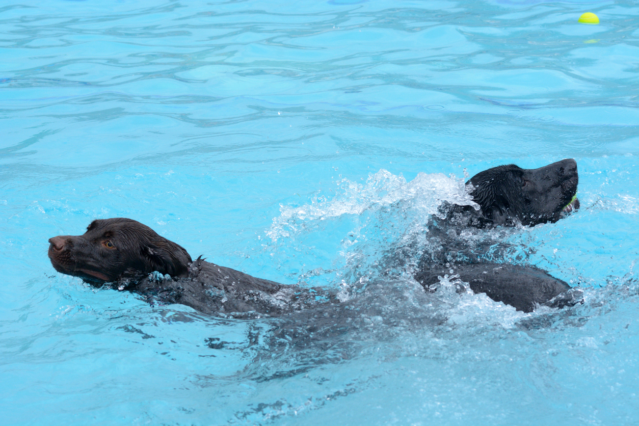 dog pool party